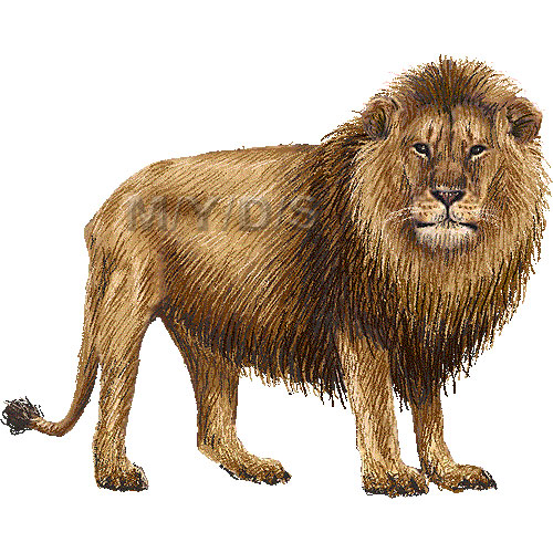lion clip art free download - photo #29