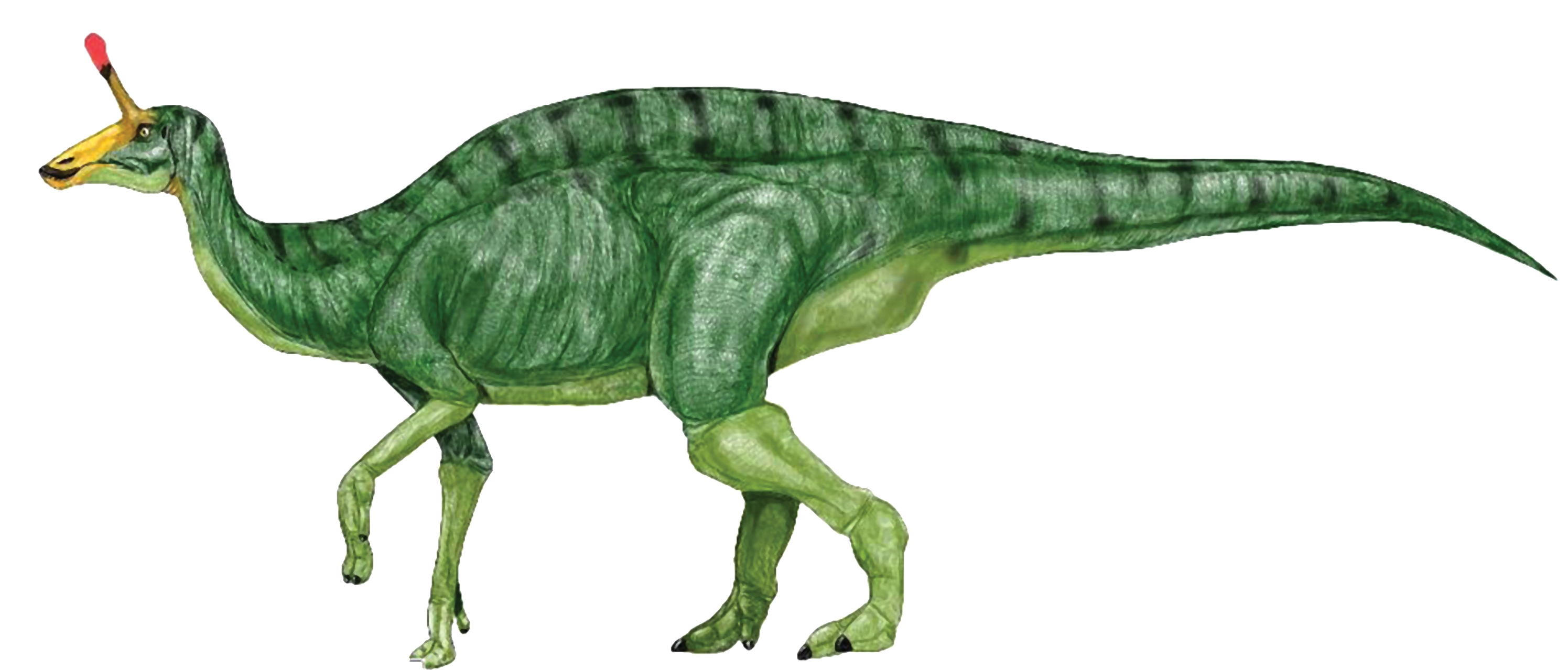 free-dinosaur-pictures-free-printables-dinosaurs-cliparts-image-4783