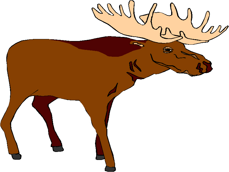 free baby moose clipart - photo #11