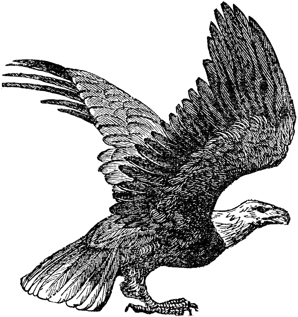 free clip art eagle and flag - photo #46