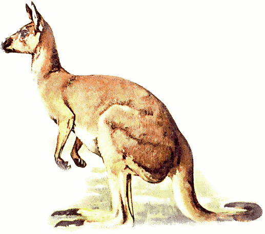 kangaroo clipart free download - photo #47