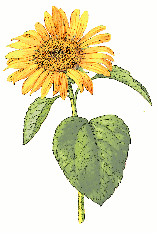 free clipart sunflower pictures - photo #33