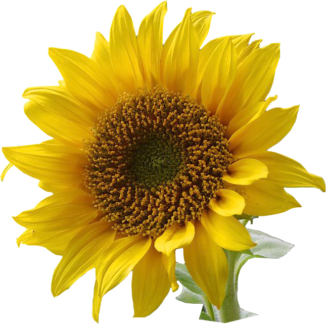 Sunflower Clip Art - Images, Illustrations, Photos