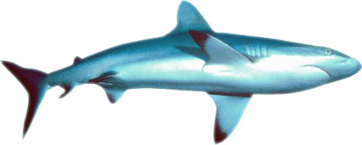 free animated shark clipart - photo #35