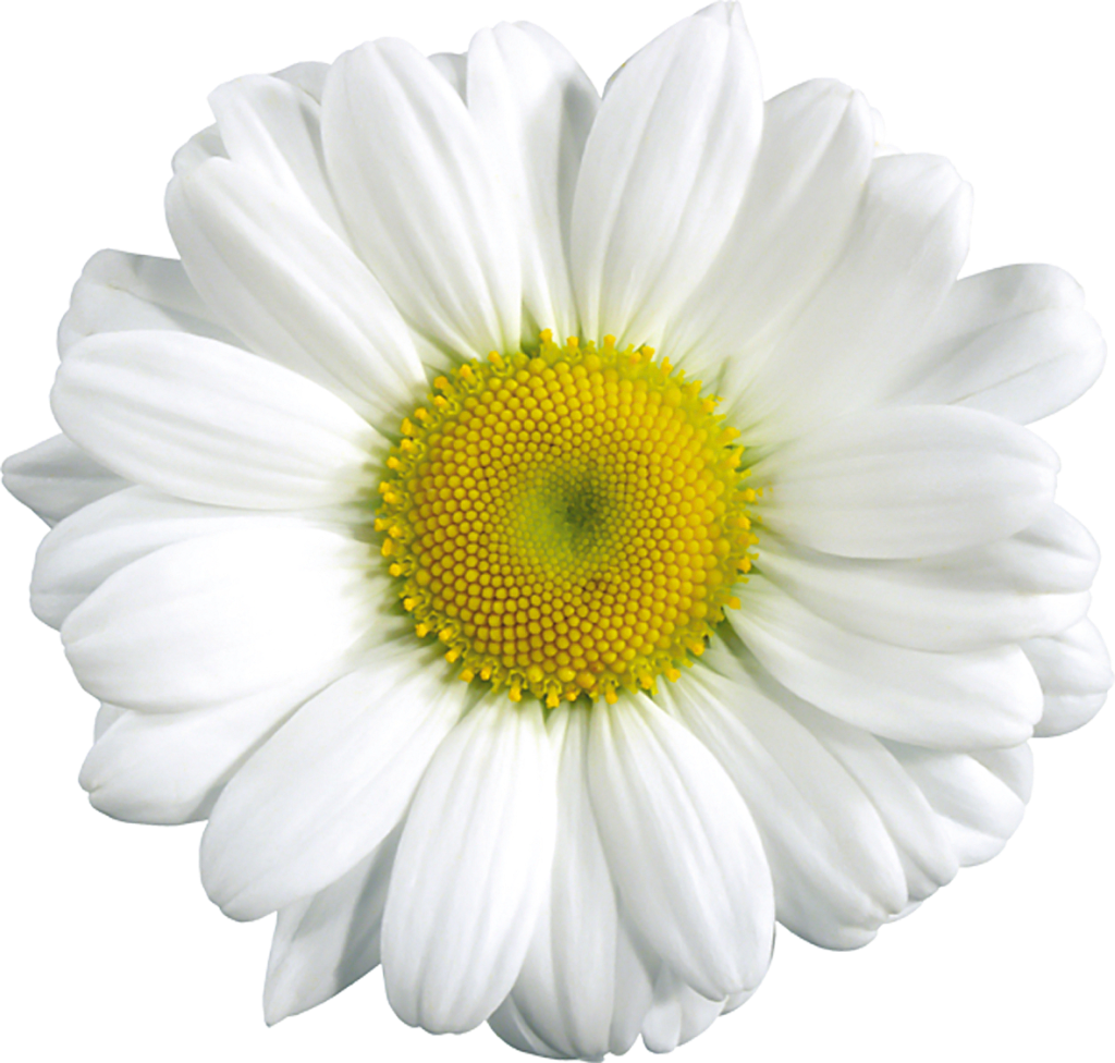 clip art daisy flower - photo #25
