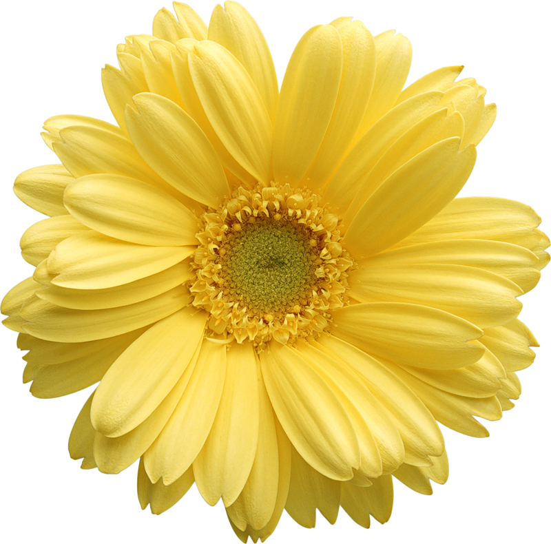 clip art daisy flower - photo #41