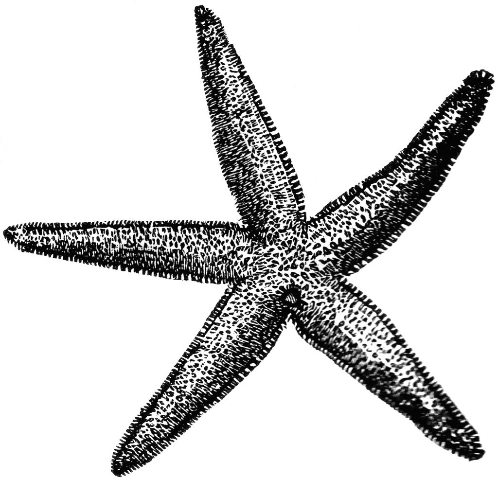 starfish clip art - photo #29