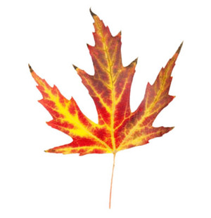Fall leaves clip art beautiful autumn clipart 2 image #10233