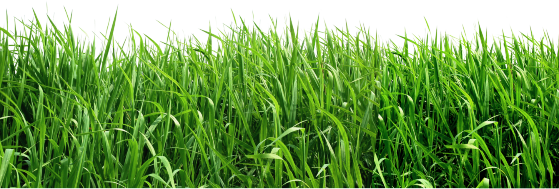png clipart grass - photo #39