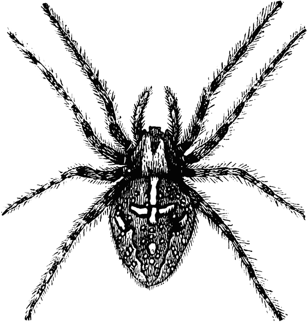 clipart of spider - photo #39
