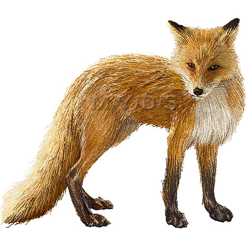 Ezo Red Fox Clipart Graphics Free Clip Art Image 11675