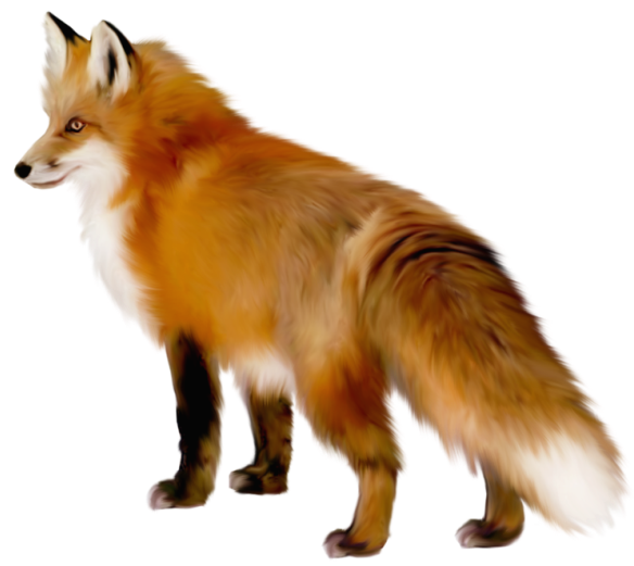 Fox free images at vector clip art online royalty image #11669
