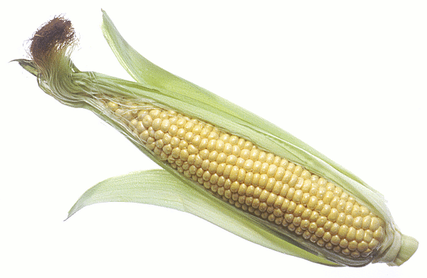 free clipart ear of corn - photo #49