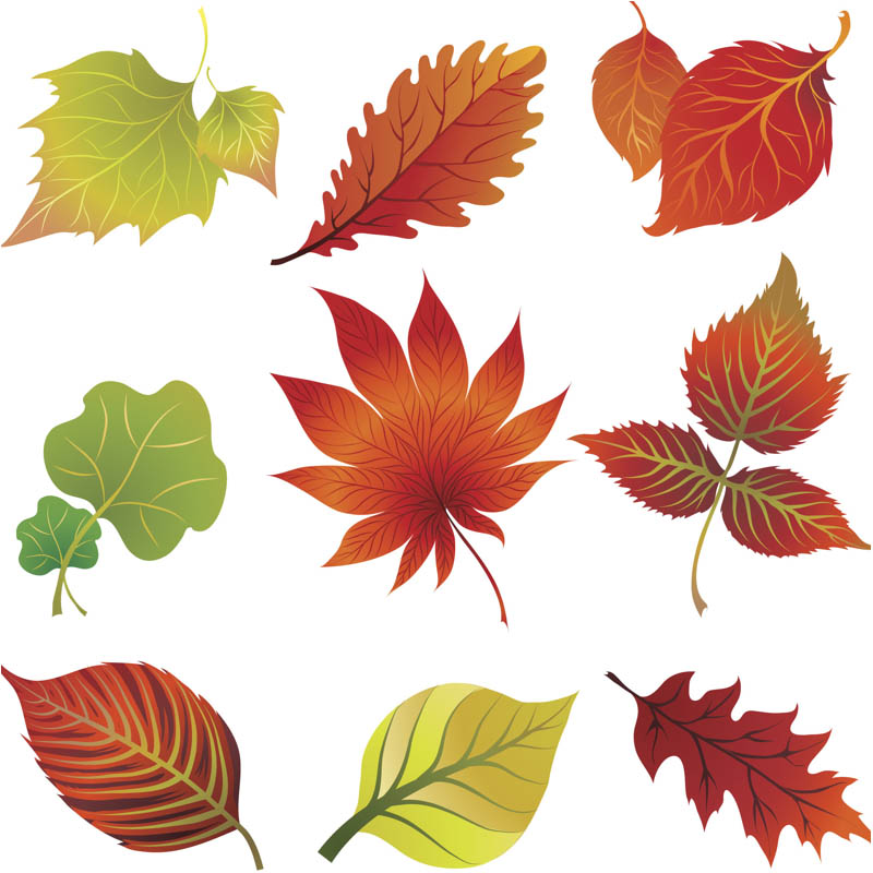 fall leaves clip art free microsoft - photo #5