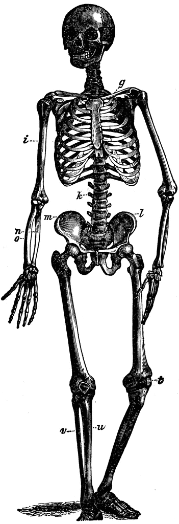 clip art of human skeleton - photo #40