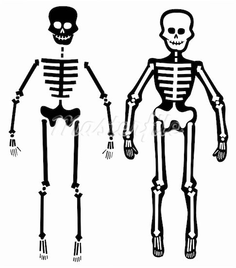 clip art human skeleton - photo #47