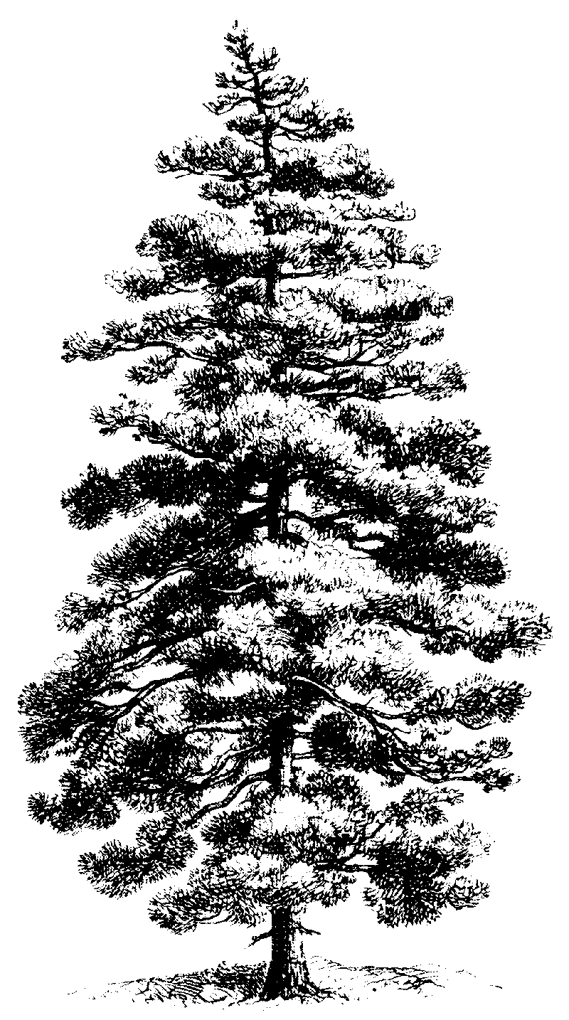 tree with snow clipart - photo #12