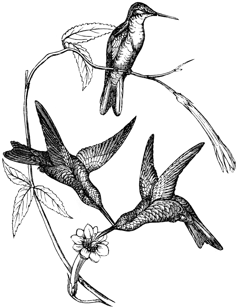 free hummingbird clipart black and white - photo #24
