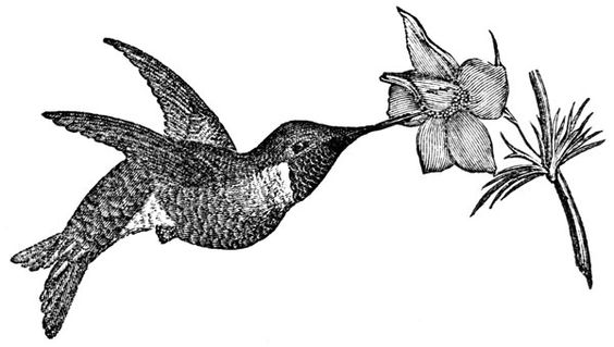 free hummingbird clipart black and white - photo #25