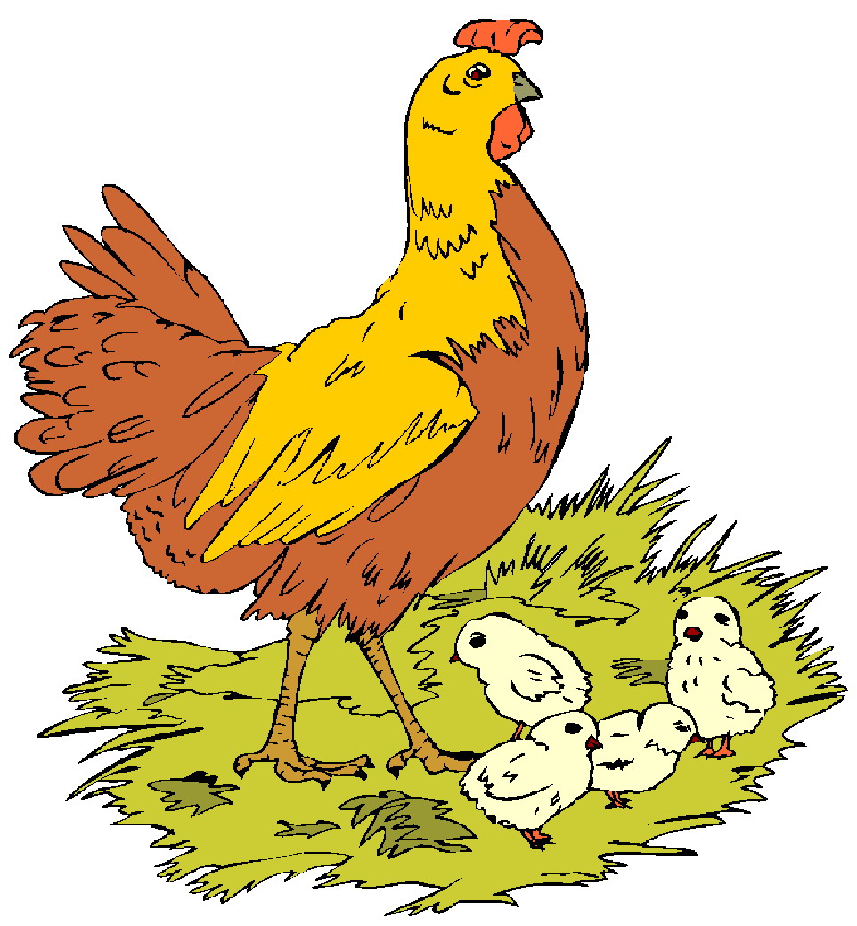 clipart chicken and chicks - photo #6