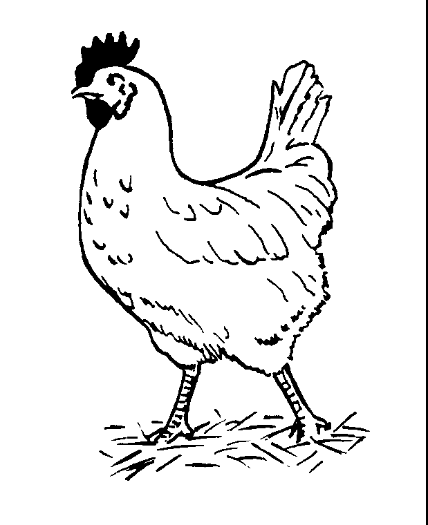 Hen clipart black and white clipart image #20293