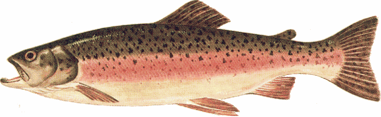 clipart rainbow trout - photo #28
