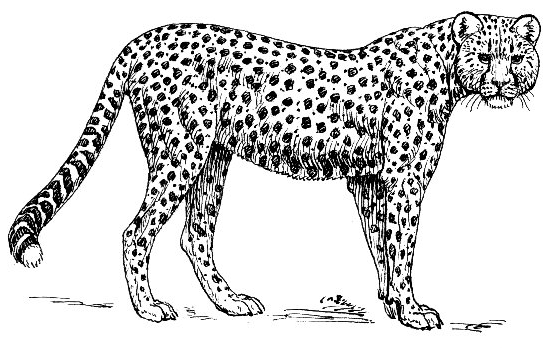 clipart of a jaguar - photo #23