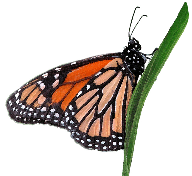 free clip art of monarch butterfly - photo #13