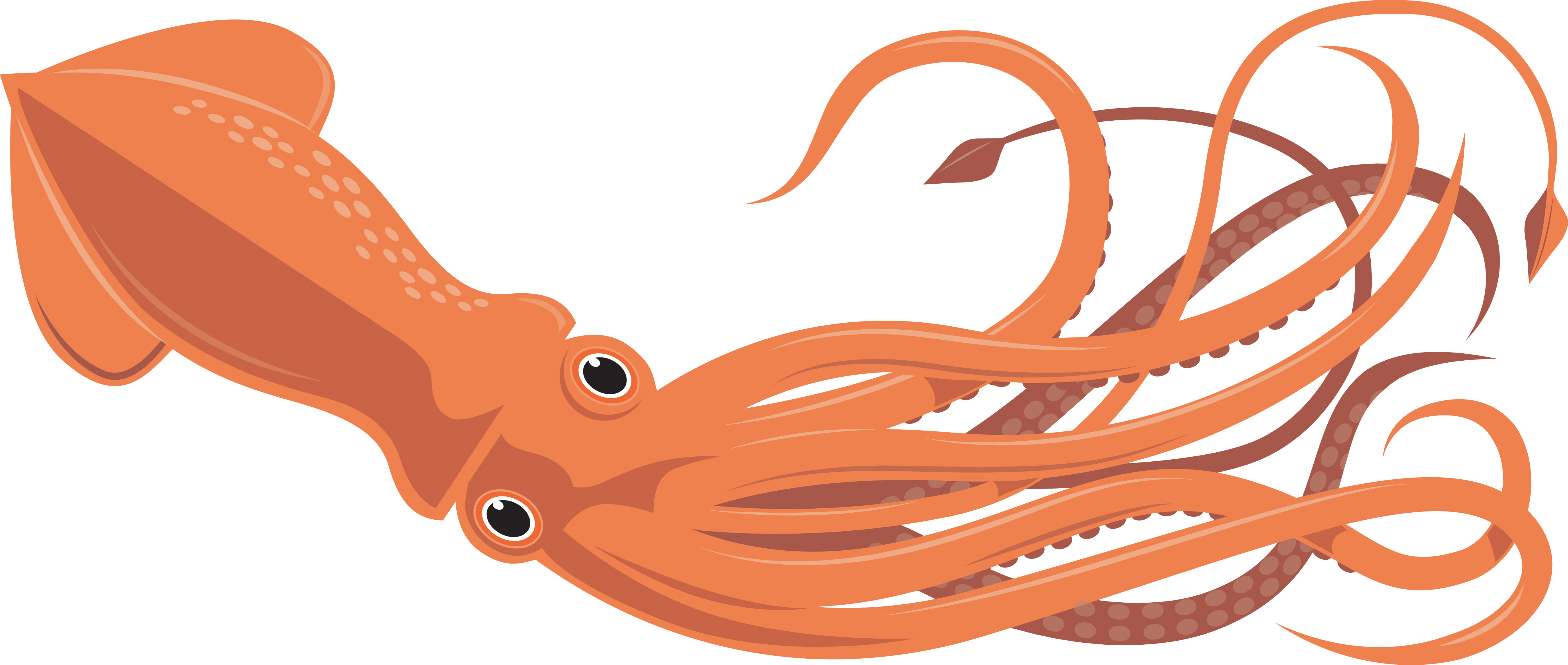 Squid Clip Art - Images, Illustrations, Photos