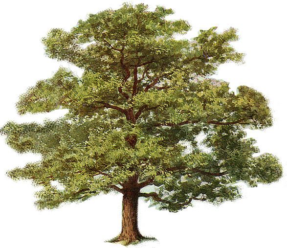 clipart oak tree - photo #23