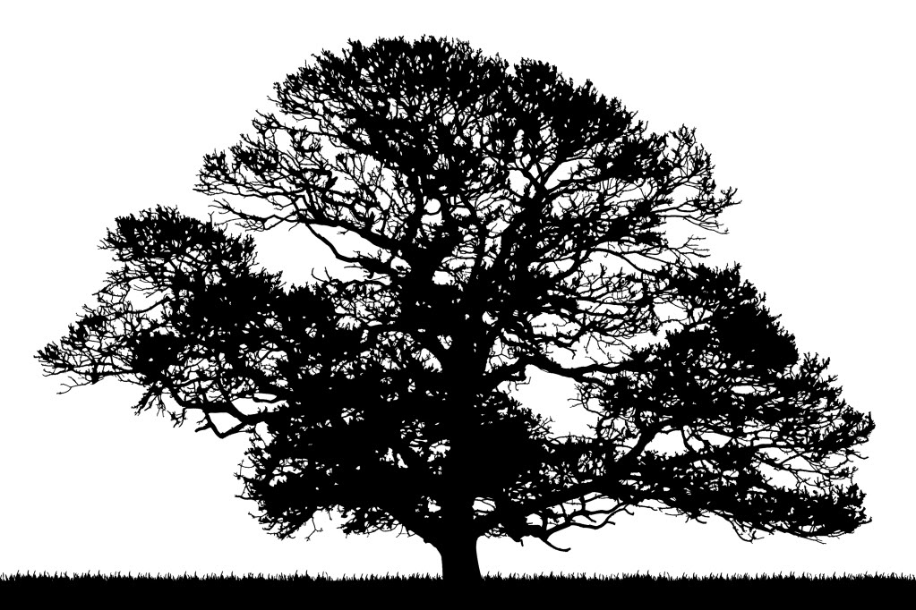 clipart oak tree - photo #20