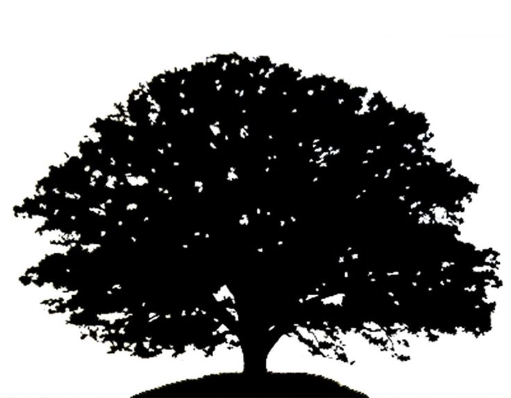 Tree clip art oak tree clipart black and white image #24918