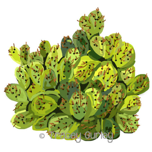 free clipart cactus flower - photo #38