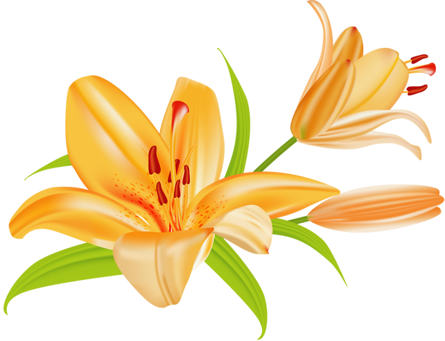 easter lily free clipart - photo #12