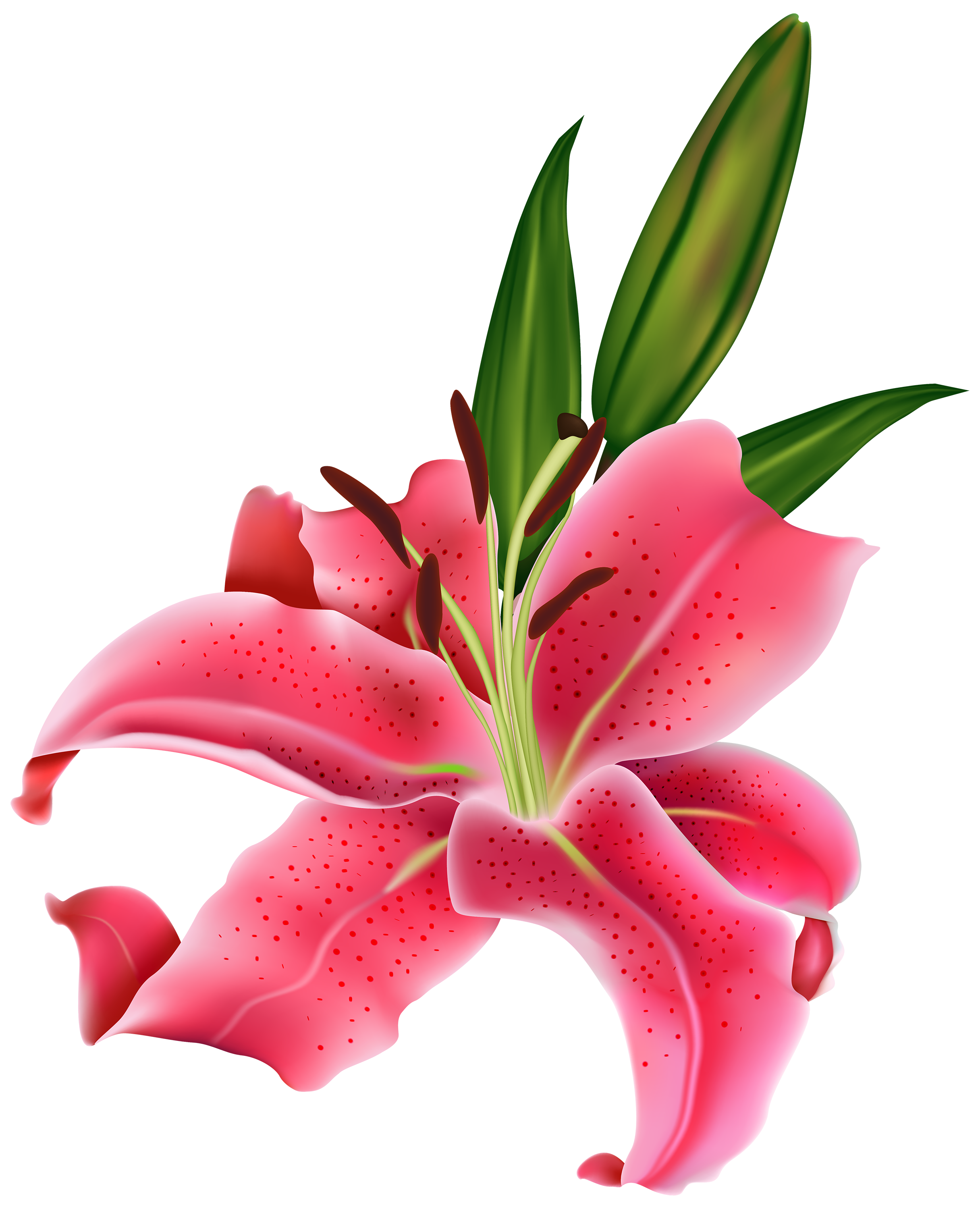 lily flower clipart - photo #5