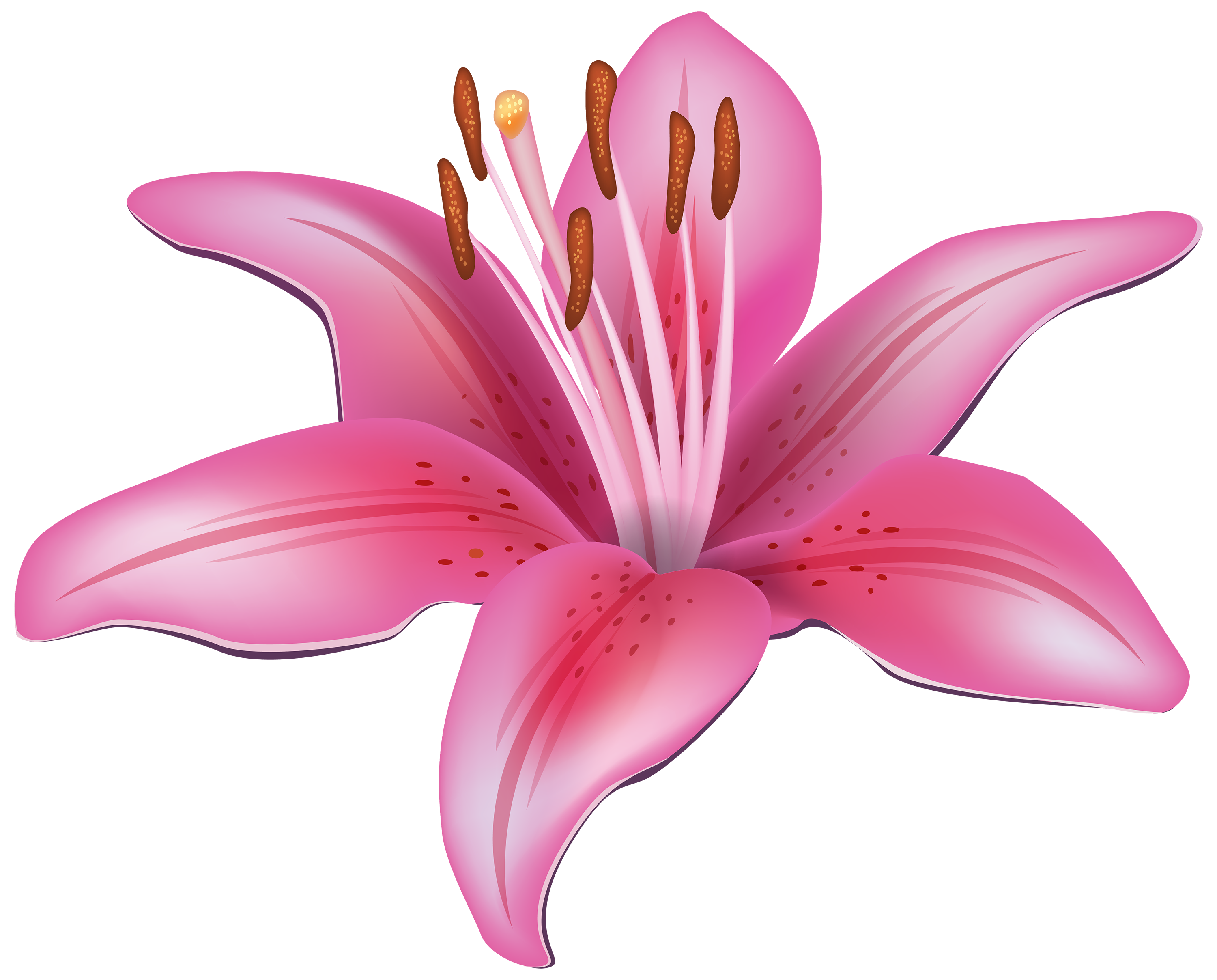 lily flower clipart - photo #1