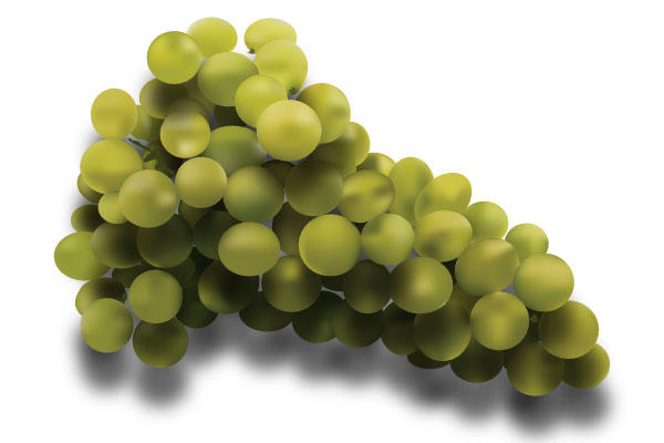 vector free download grape - photo #14