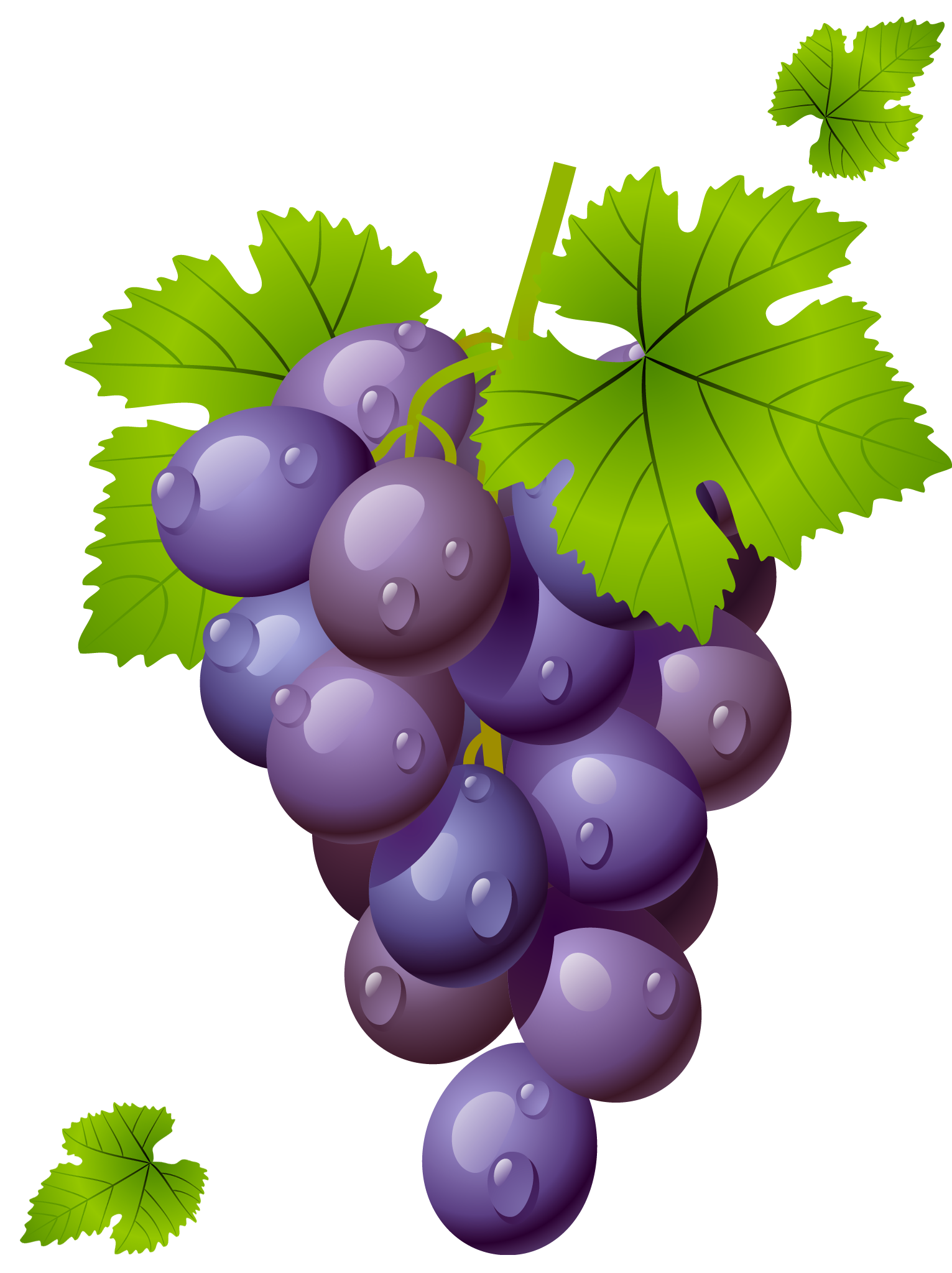 clipart grapes - photo #35