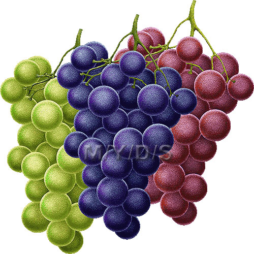 clip art pictures of grapes - photo #43