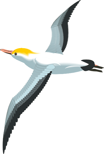 free clip art seagull cartoon - photo #33