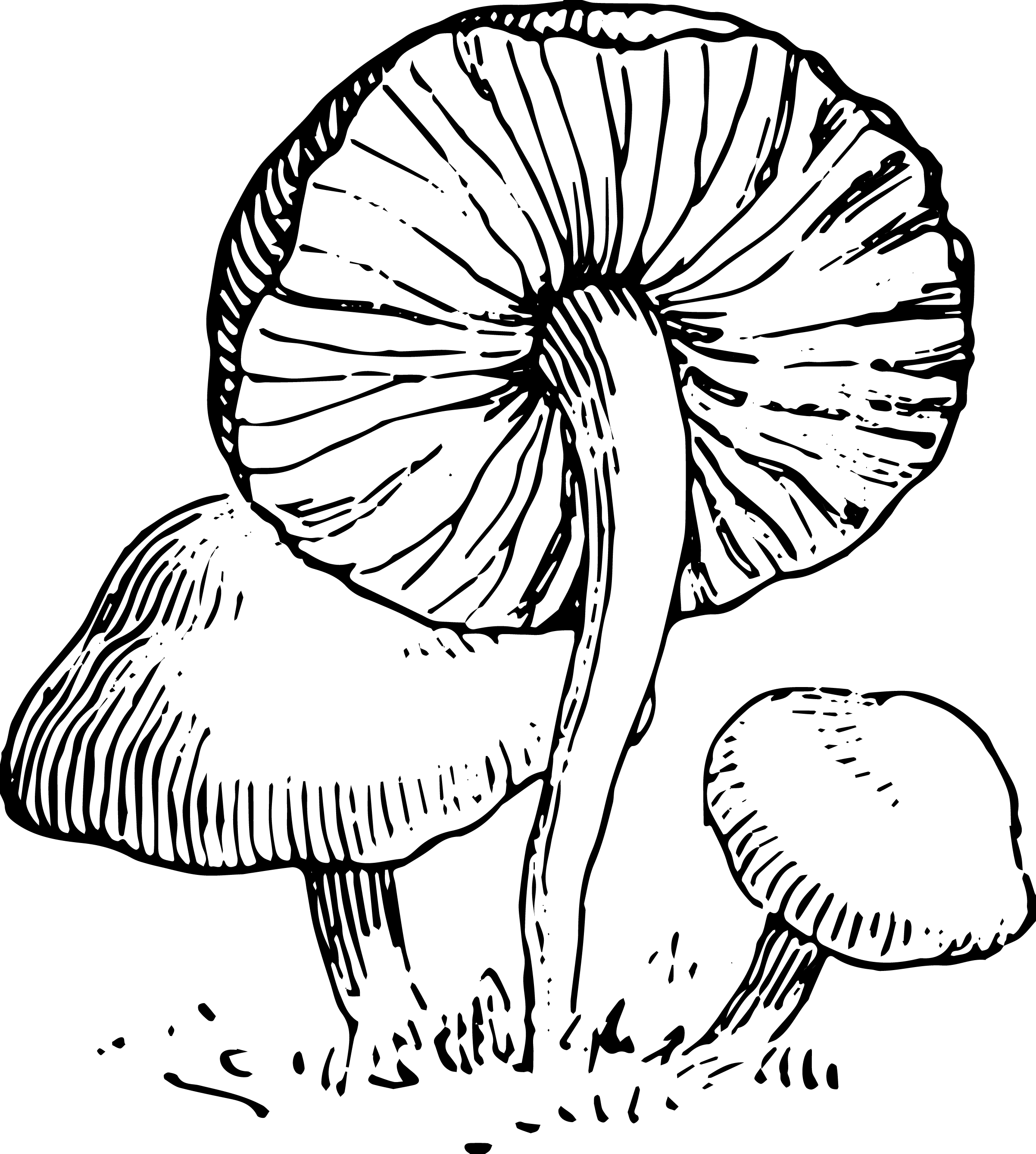 mushroom clipart black and white - photo #6
