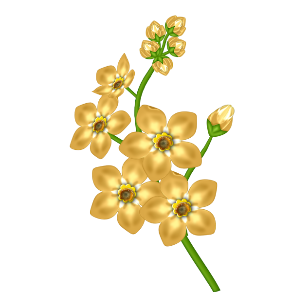free flower clipart with transparent background - photo #15