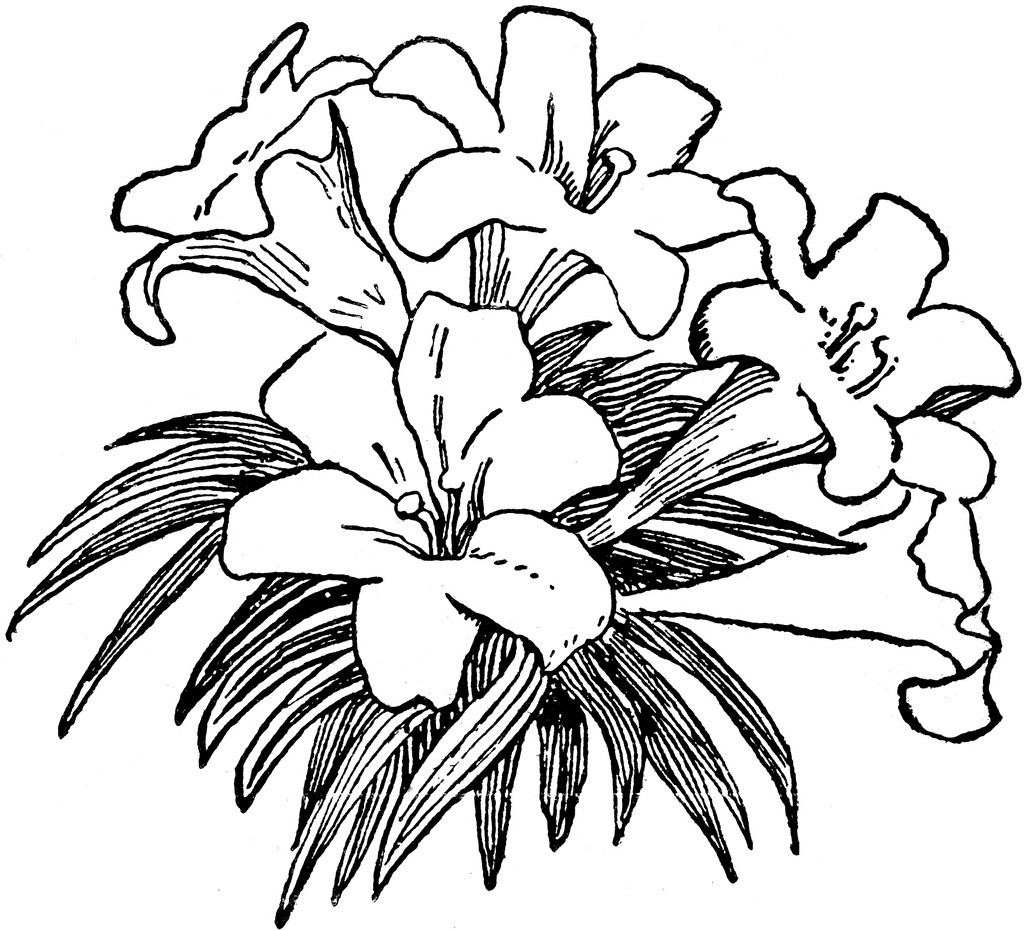 clipart flower black and white - photo #41