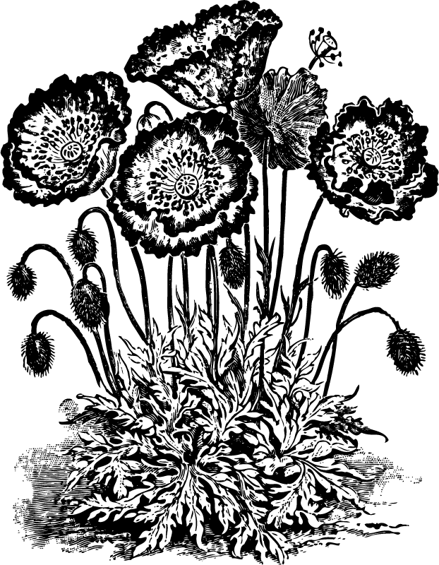 clipart flowers black and white free - photo #28