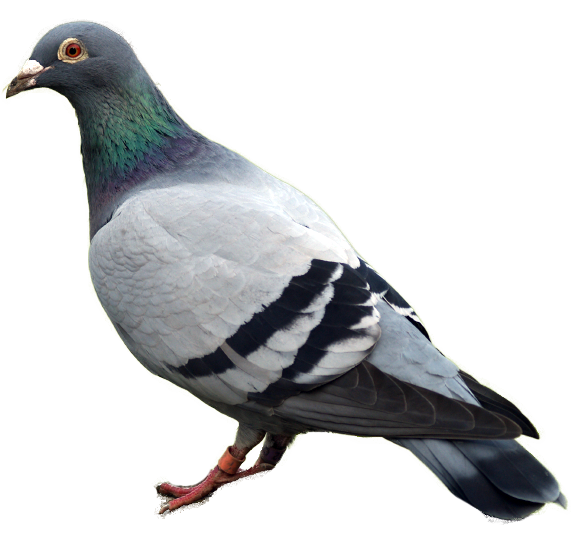 clipart pigeon - photo #47