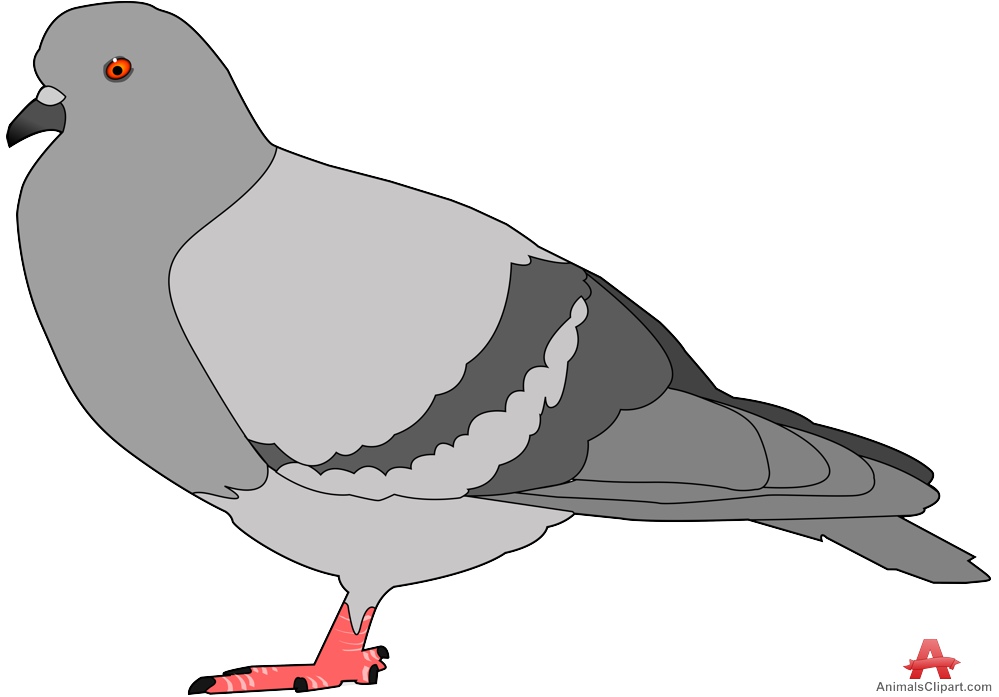 clipart pigeon - photo #13