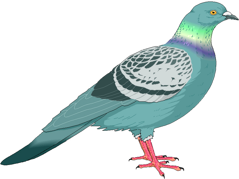 clipart pigeon - photo #17