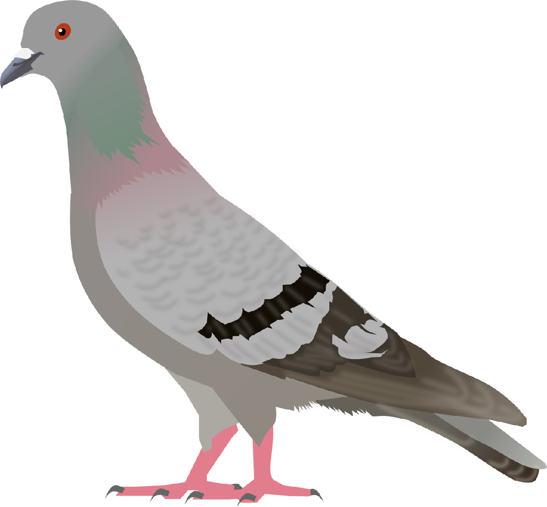 Cartoon pigeon clipart pigeon animal clip art downloadclipart org 4