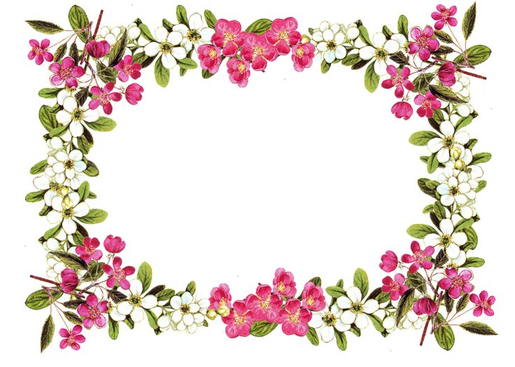 clip art pink flower border - photo #6