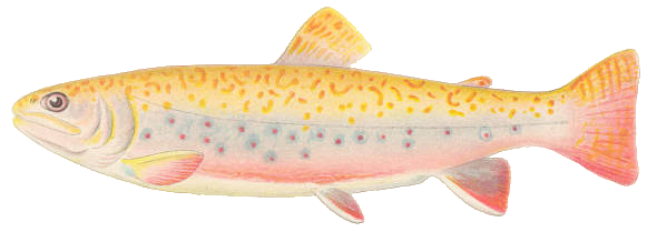 clipart rainbow trout - photo #10